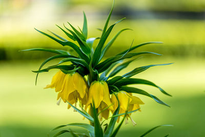 Close-up of yellow flower blooming outdoors