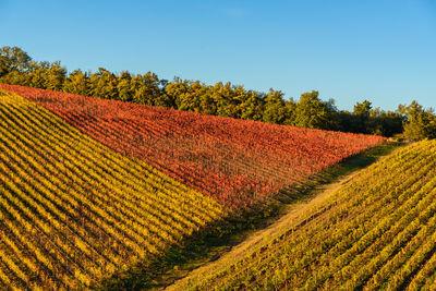 High angle view of vineyard against clear blue sky