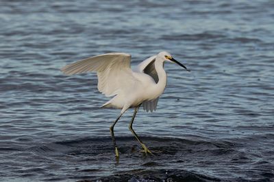 Side view of a bird in water