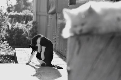 Cat cleaning self outside house