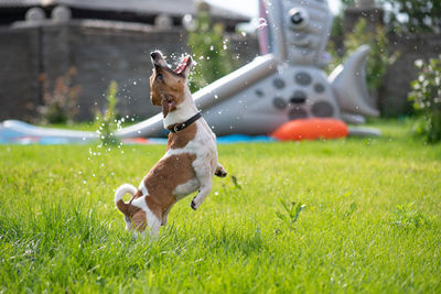 Dog playing in field with water splash. summer time