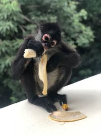 Owl eating fruit