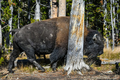 Side view of horse on field