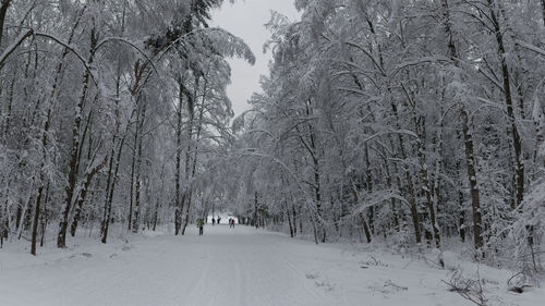 Bare trees on snow covered road