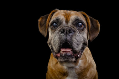 Close-up of dog against black background