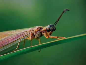 Close-up of insect on leaf