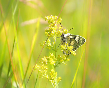 Melanargia galathea 