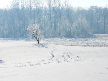 Bare trees on field during winter