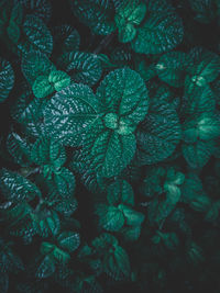 Full frame shot of green leaves