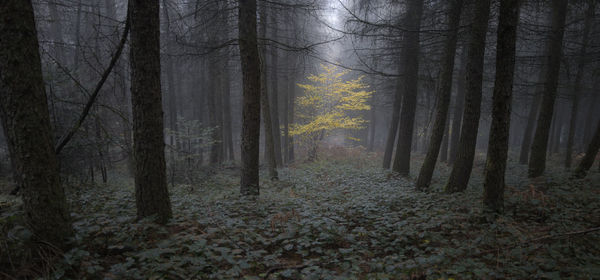 Dark and spooky undergrowth with a mysterious mist and a colorful tree lost in the middle