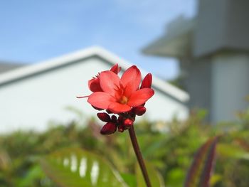 Close-up of red rose flower