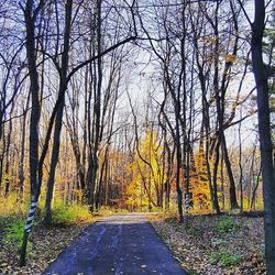 Road amidst bare trees against sky