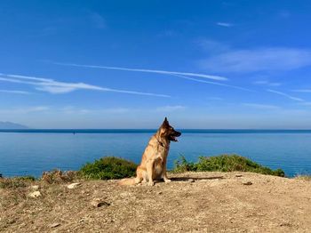 View of dog by sea against sky