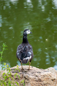 Bird perching on rock by lake