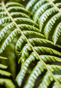 Close-up of green leaves