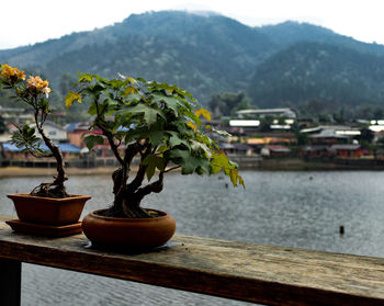 Close-up of potted plant on table by mountain