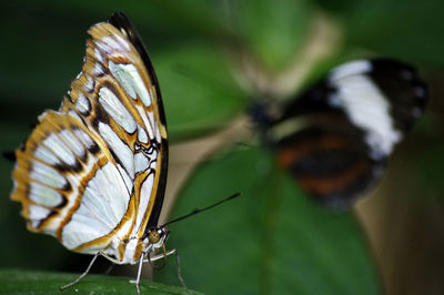 Close-up of butterflies on plant