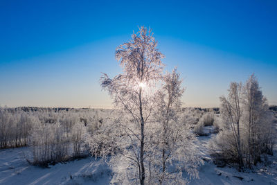 Trees on snow covered field against blue sky