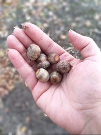 Close-up of hand holding eggs