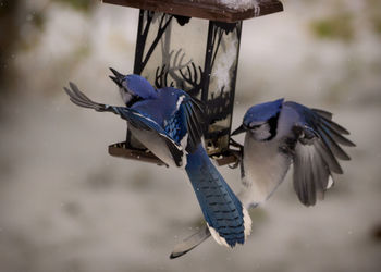 Close-up of birds flying over water