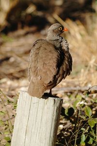 Red-billed spurfowl on wooden post