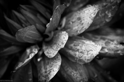 Close-up of raindrops on plant