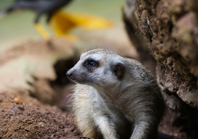 Close-up of meerkat looking away while sitting by rock