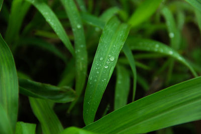 Close-up of raindrops on grass