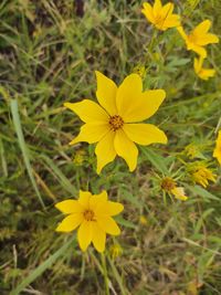 High angle view of yellow flowering plant on field