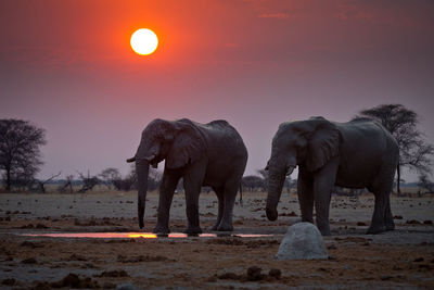 View of elephant on field against sky during sunset