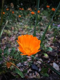 Close-up of yellow flower blooming on field