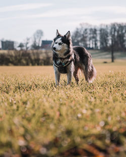 Dog running on field