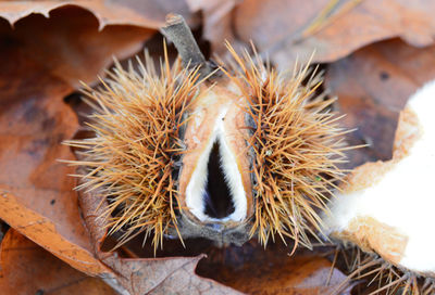 Close-up of dry beech and leaves