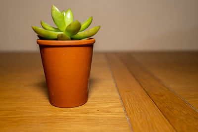 Close-up of potted plant on table