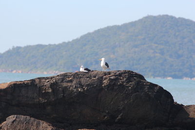 Bird perching on rock by sea