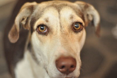 Close-up portrait of dog