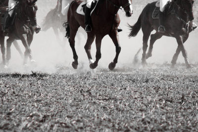 View of horses running on field