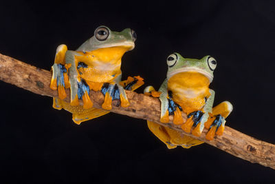 Close-up of frog against black background