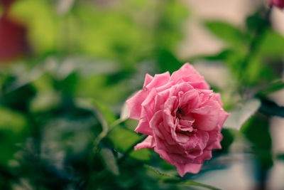 Close-up of pink rose