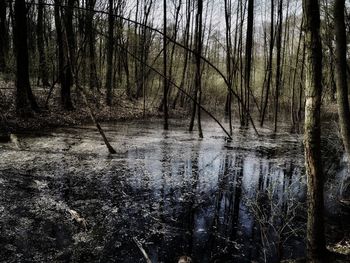 Scenic view of lake in forest