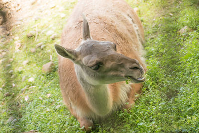 High angle view of deer relaxing on grassy field