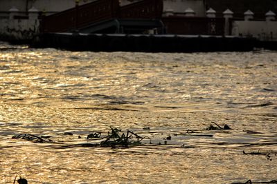 View of birds in sea