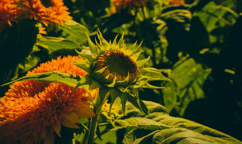 Close-up of yellow flowering plant