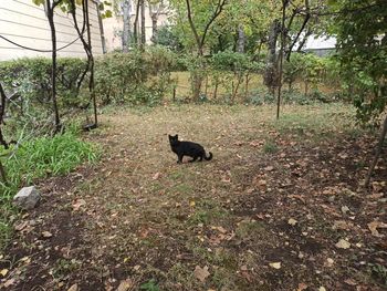 Dog in a forest