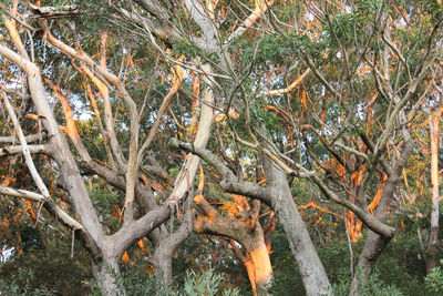 Trees in forest