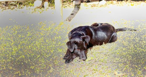 High angle view of dog on field