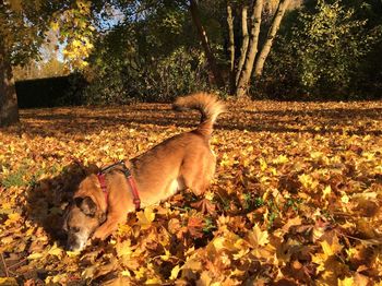 Dog on field during autumn