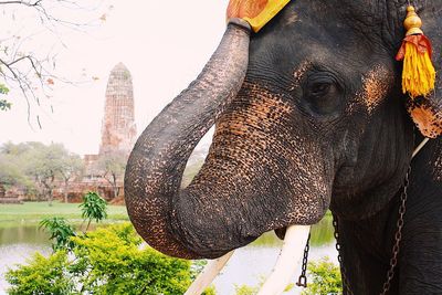 Close-up of elephant