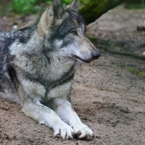 Close-up of a dog looking away