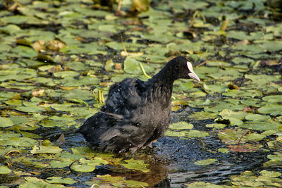 Black swan in a lake